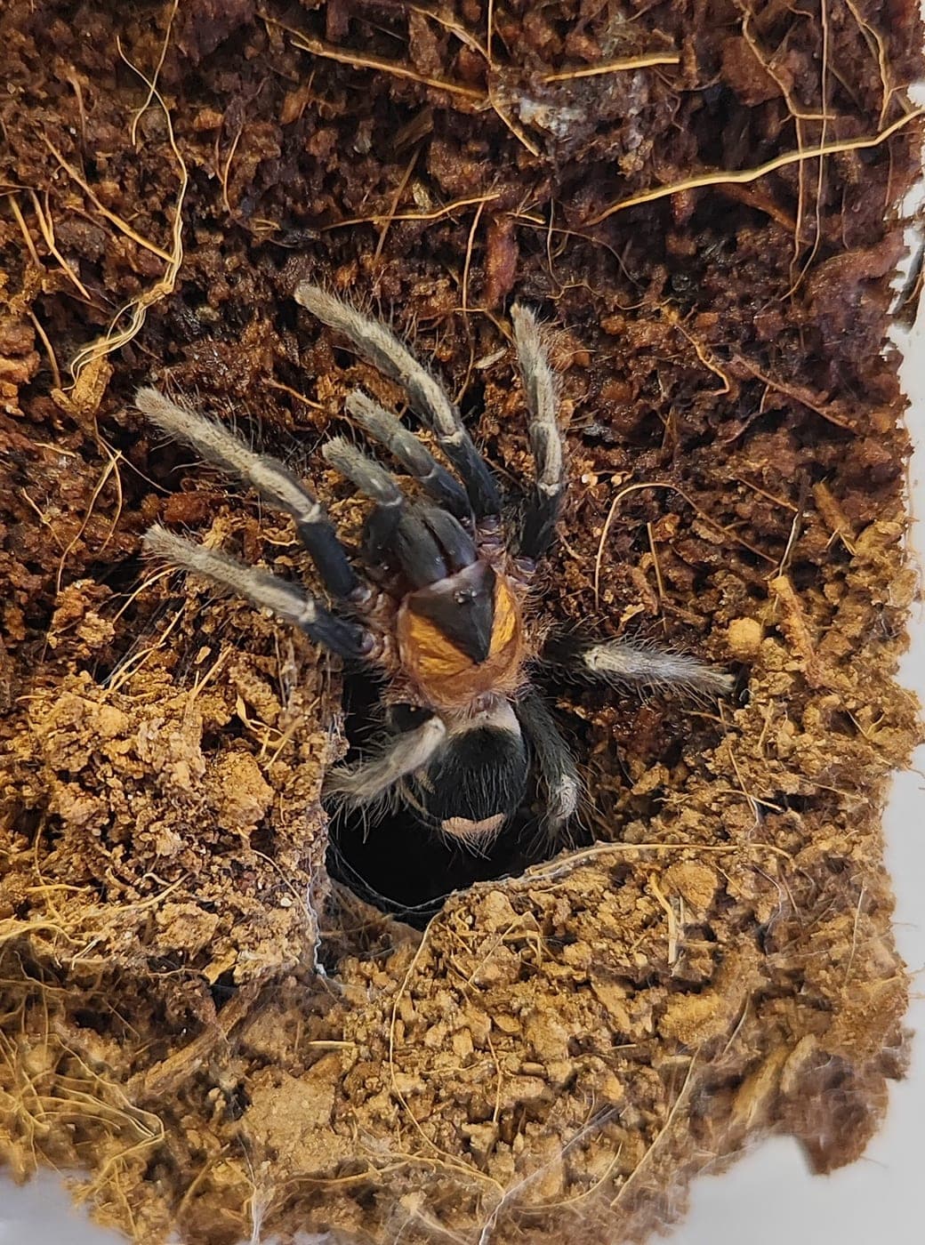 A tarantula close up