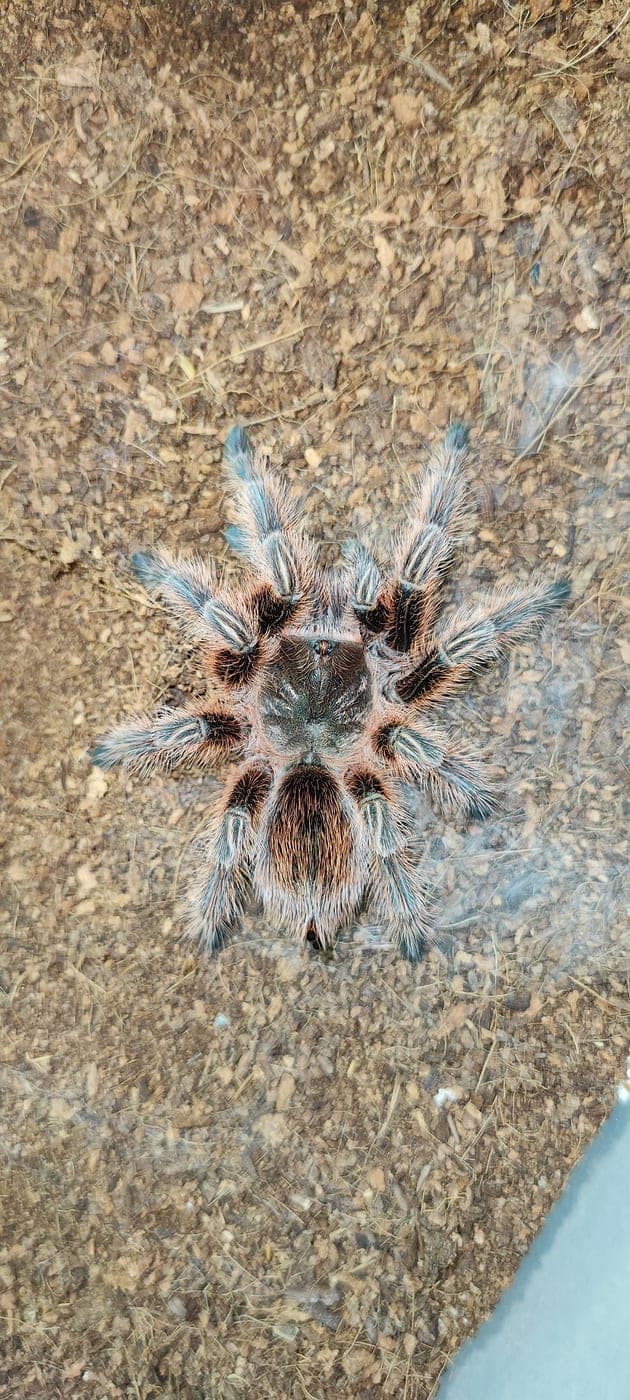 A tarantula on a keeper's hand
